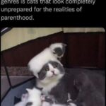 Funny Cat Memes