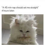 Funny Cat Memes