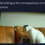 Funny Cat Memes