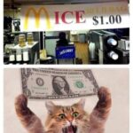 Funny Cat Memes