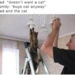 Funny Cat Memes