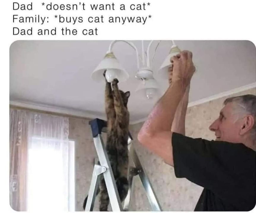 Funny Cat Memes