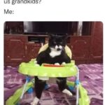 Funny Cat Memes