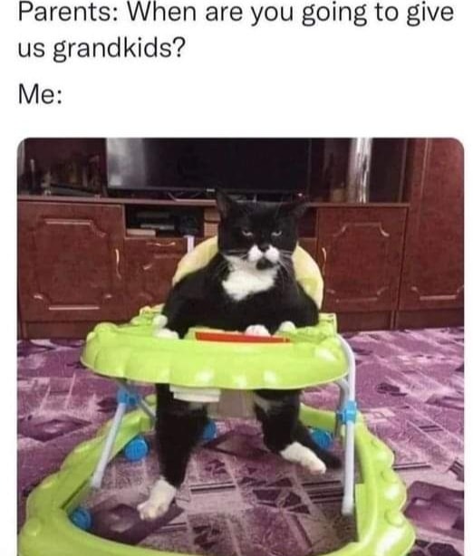 Funny Cat Memes