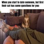 Funny Cat Memes