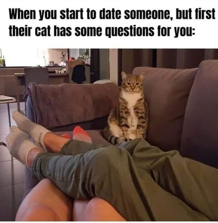 Funny Cat Memes