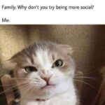 Funny Cat Memes