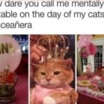 Funny Cat Memes