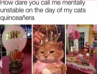 Funny Cat Memes