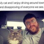 Funny Cat Memes