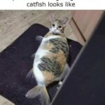 Funny Cat Memes