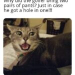 Funny Cat Memes