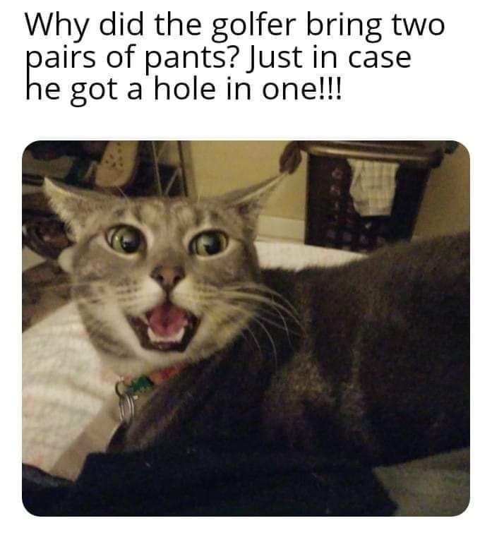 Funny Cat Memes