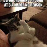 Funny Cat Memes