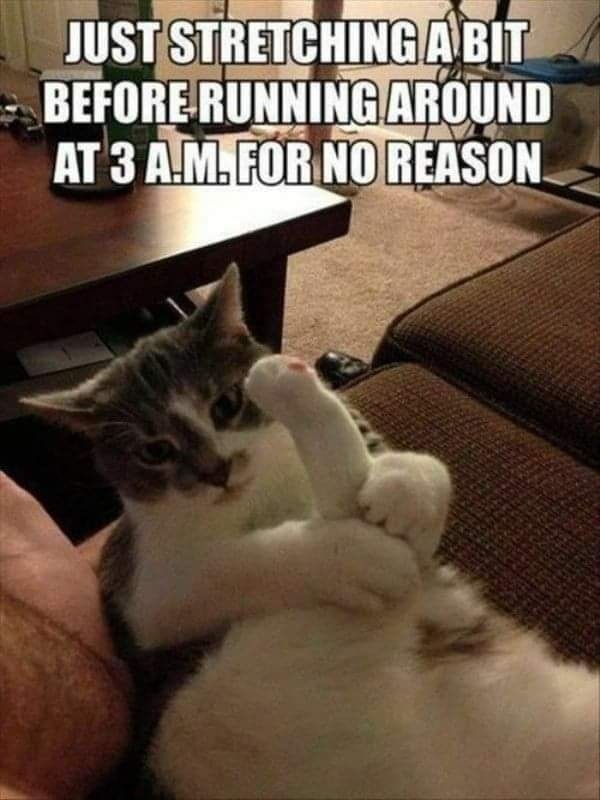 Funny Cat Memes