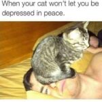 Funny Cat Memes