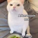 Funny Cat Memes