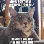 Funny Cat Memes