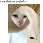 Funny Cat Memes