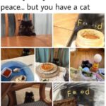 Funny Cat Memes