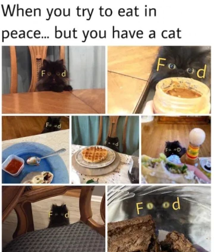 Funny Cat Memes