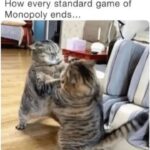 Funny Cat Memes