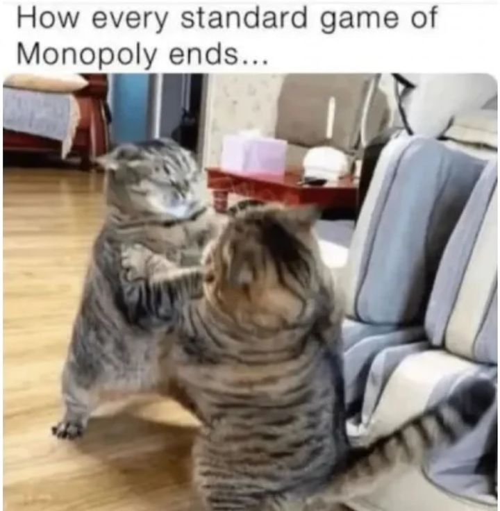 Funny Cat Memes