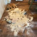 Funny Cat Memes