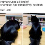 Funny Cat Memes