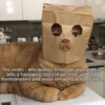 Funny Cat Memes