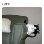 Funny Cat Memes