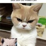 Funny Cat Memes