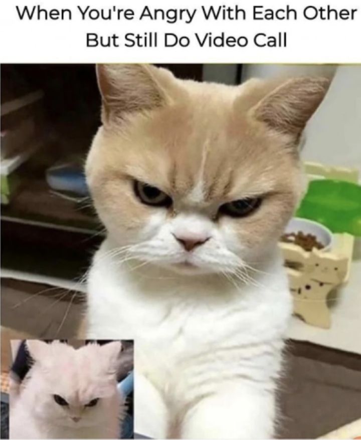 Funny Cat Memes