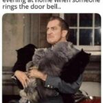 Funny Cat Memes