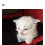 Funny Cat Memes