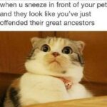 Funny Cat Memes