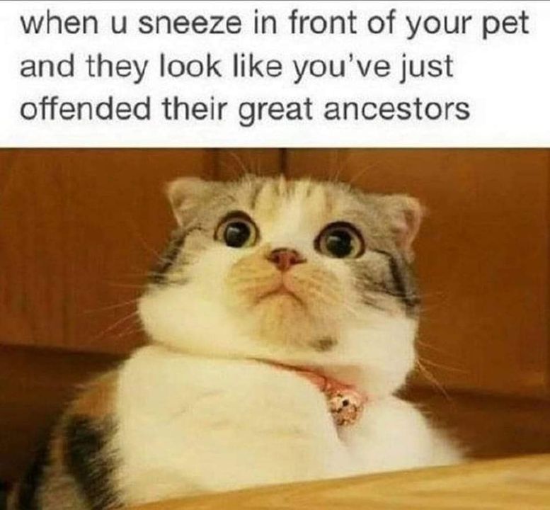 Funny Cat Memes