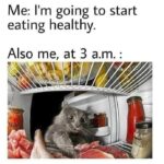 Funny Cat Memes