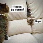 Funny Cat Memes