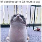 Funny Cat Memes