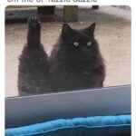 Funny Cat Memes