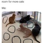 Funny Cat Memes