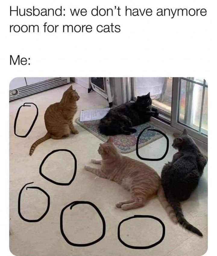 Funny Cat Memes