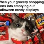 Funny Cat Memes