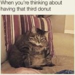 Funny Cat Memes