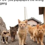 Funny Cat Memes