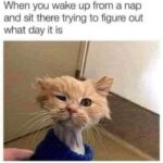 Funny Cat Memes