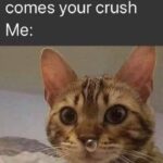 Funny Cat Memes