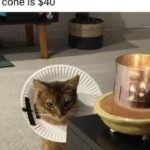 Funny Cat Memes