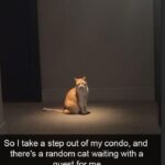 Funny Cat Memes